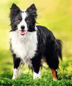 Border Collies Puppy Paint By Numbers