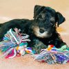Cute Schnauzer Puppy Paint By Numbers