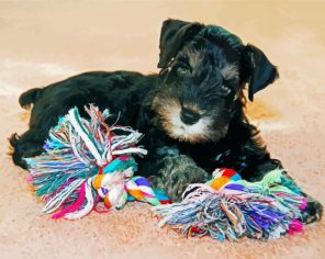 Cute Schnauzer Puppy Paint By Numbers