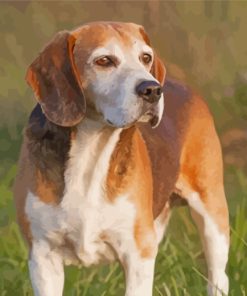 Fox Hound Paint By Numbers