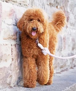 Goldendoodle Puppy Paint By Numbers