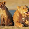 Lioness And Cubs paint by numbers
