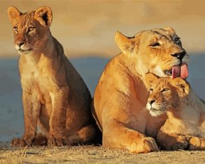Lioness And Cubs paint by numbers