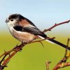 Cute Long Taild Tit Bird Paint By Numbers