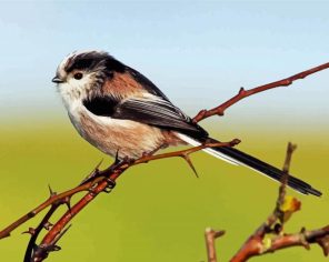 Cute Long Taild Tit Bird Paint By Numbers