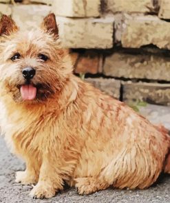 Norwich Terrier Puppy Paint by Numbers