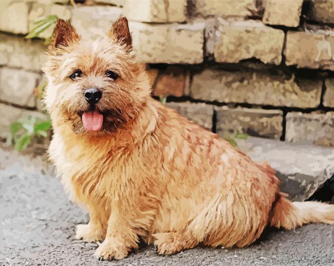 Norwich Terrier Puppy Paint by Numbers