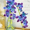 Orchid Flowers paint by numbers