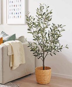 Olive Tree In Pot paint by numbers
