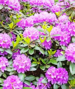 Purple Rhododendron Paint By Numbers