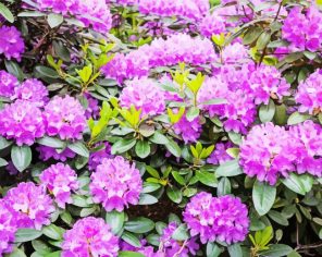 Purple Rhododendron Paint By Numbers