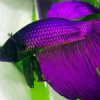 Purple Betta Fish Paint By Numbers