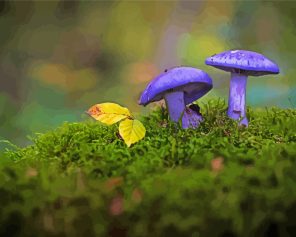 Purple Mushroom Paint By Numbers