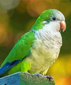 Quaker Parrot Paint By Numbers