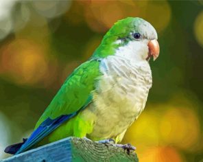 Quaker Parrot Paint By Numbers