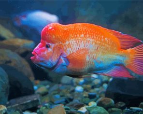 Red Devil Fish Paint by numbers