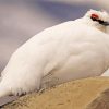 White Ptarmigan Paint by Numbers