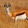 South African Springbok paint by numbers