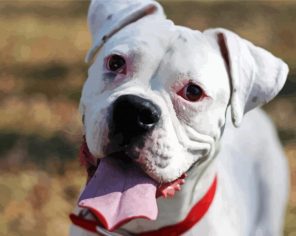 White Boxer Dog Paint By Numbers