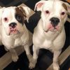 White Boxer Puppies paint by numbers