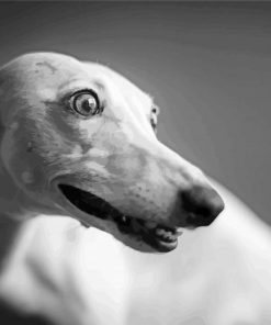 Monochrome Whippet Paint by Numbers