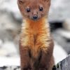 Adorable Pine Marten paint by numbers