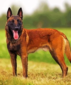 Belgian Malinois Paint By Numbers