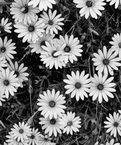 Black And White Flowers Paint by Numbers