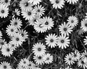 Black And White Flowers Paint by Numbers