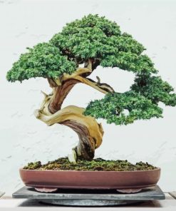 Aesthetic Bonsai Tree paint by numbers