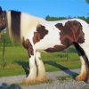 Aesthetic Gypsy Vanner paint by numbers