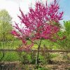 Eastern Redbud Paint By Numbers