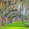 Spanish Moss Paint By Numbers