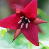 Trillium Flower Paint By Numbers