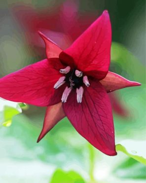 Trillium Flower Paint By Numbers