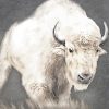 White Bison paint by numbers