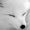 Adorable White Fox Paint By Numbers