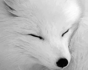 Adorable White Fox Paint By Numbers