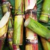 Sugarcane Plant Paint By Numbers