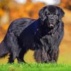 Black Newfoundland Paint By Numbers