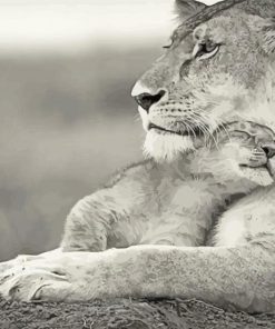 Black And White Lioness And Cub paint by numbers