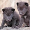 Wolf Puppies Paint By Numbers
