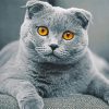 British Grey Kitty Paint By Numbers