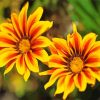 Gazania Blossoms Paint By Numbers