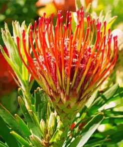 Red Proteas Flower Paint By Numbers