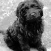 Black Cavoodle Puppy Paint By Numbers