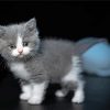 Grey And white Kitty Paint By Numbers