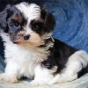 Adorable Shih Tzu Paint By Numbers