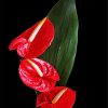 Flamingo Flower Anthurium paint by numbers