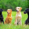 Labradors Retriever Dogs Paint by Numbers
